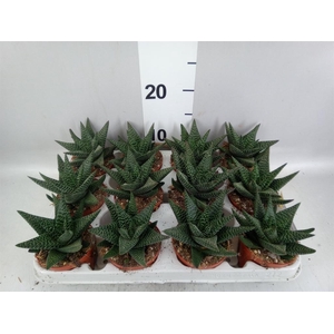 xGasterhaworthia  'Royal Highness'