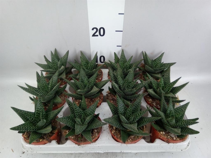 <h4>xGasterhaworthia  'Royal Highness'</h4>