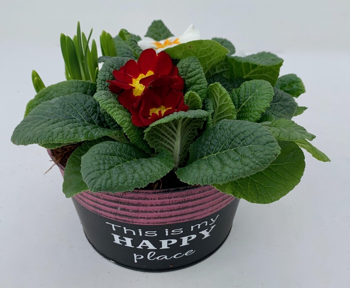 <h4>Primula Zink Rond (Tete)</h4>