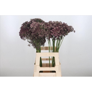 Daucus dara