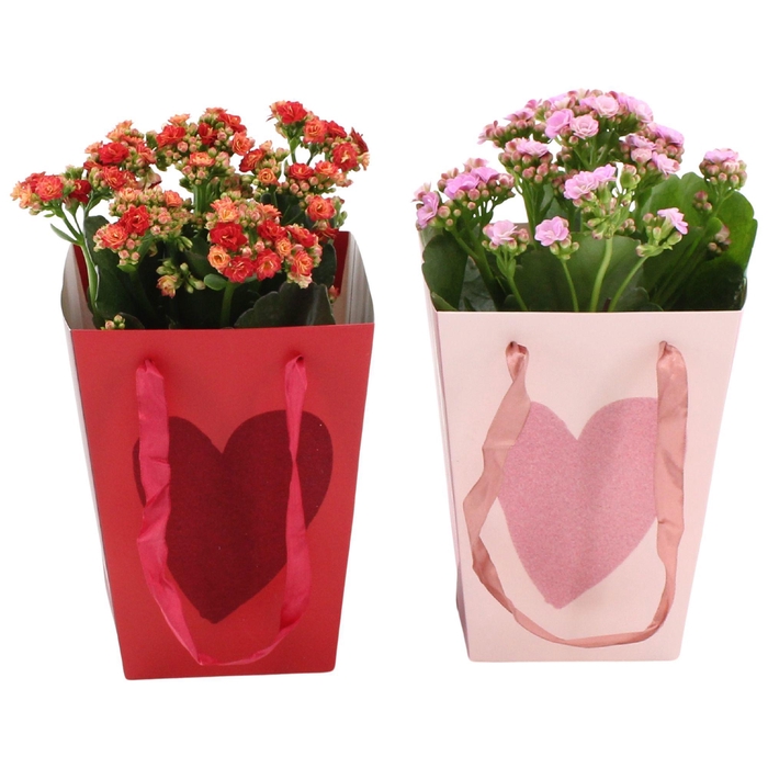 <h4>Kalanchoë 2 color mix in Velvet Love bag</h4>