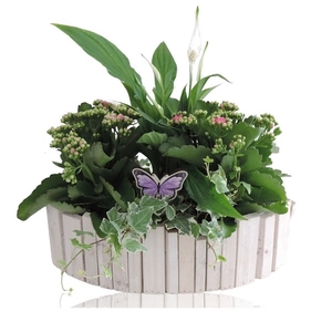 Collectie Anna Arrangement in Houten Kano 36 cm