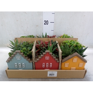 Arr.   Kamerplant Groen L%
