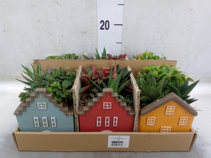 <h4>Arr.   Kamerplant Groen L%</h4>