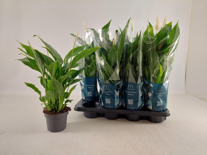 <h4>SPATH STRAUSS</h4>