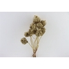 Dried Ammi Majus Ant Gold Bunch Slv