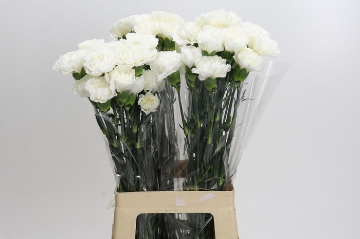 <h4>Dianthus St Moonlight</h4>