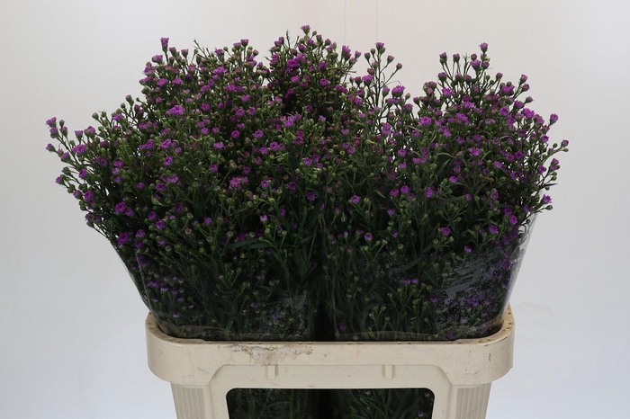 <h4>Aster Baby Pink</h4>