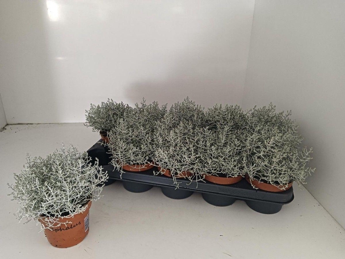 <h4>LEUCOPH BROWNII</h4>