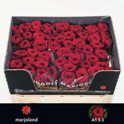 Rosa grootbloemig Red Naomi!