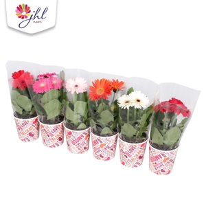 Gerbera in smartcub Liefde/Love/Amour/Liebe