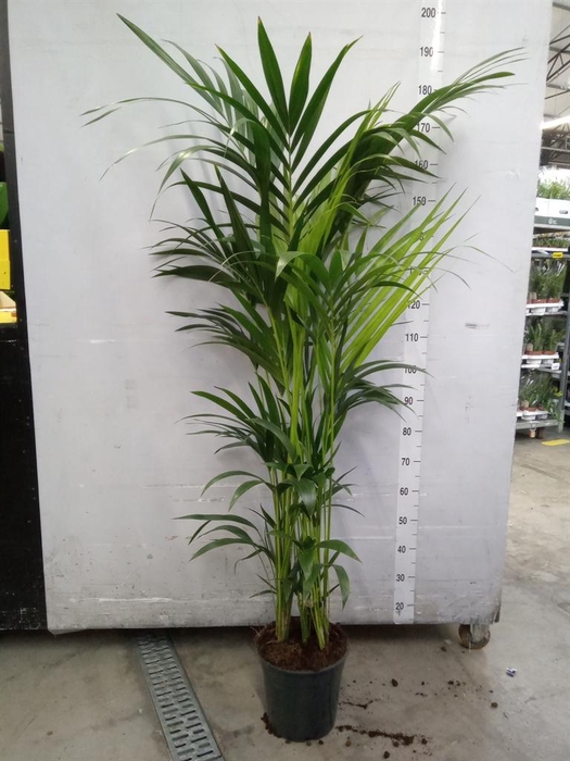 <h4>Howea forsteriana</h4>