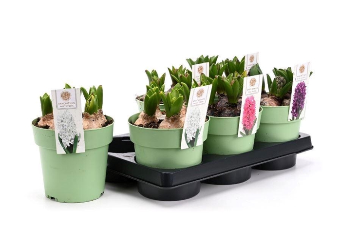 <h4>HYACIN MIXK 3 KL</h4>