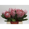 Protea Cynaroides