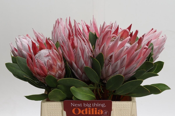 <h4>Protea Cynaroides</h4>
