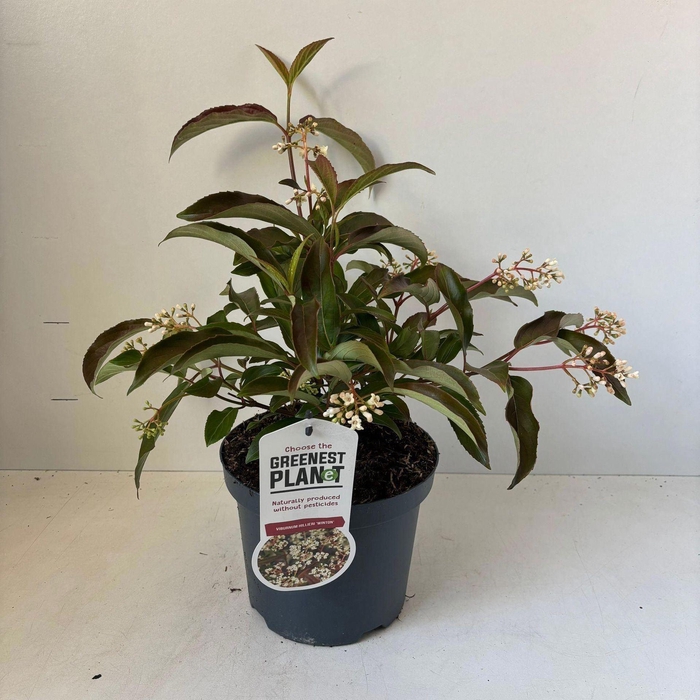 <h4>Viburnum hillieri Winton</h4>