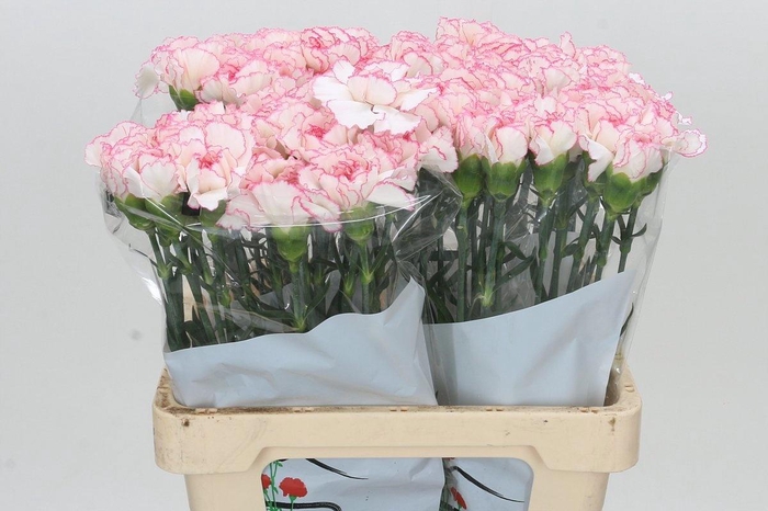 <h4>DI ST TICO TICO</h4>