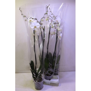 Phal Ov Wit Big Flower