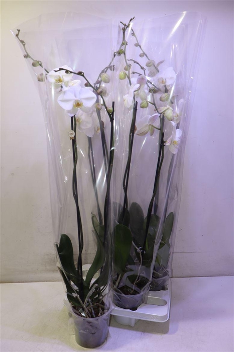 <h4>Phal Ov Wit Big Flower</h4>