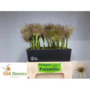 PULSA VULG ZAADPLUIZ