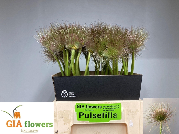 <h4>PULSA VULG ZAADPLUIZ</h4>