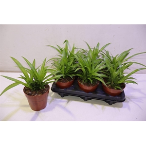 arr8 Chlor Com Lemon