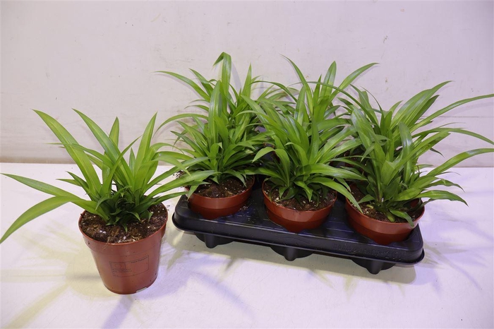 <h4>arr8 Chlor Com Lemon</h4>