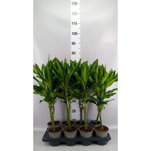 Dracaena frag. 'Cintho'