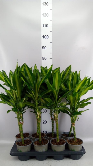 <h4>Dracaena frag. 'Cintho'</h4>