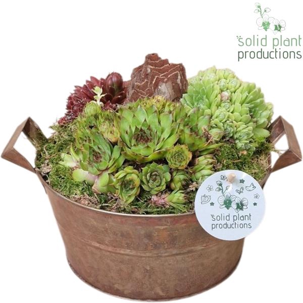 <h4>Arrangementen Sempervivum 6%</h4>