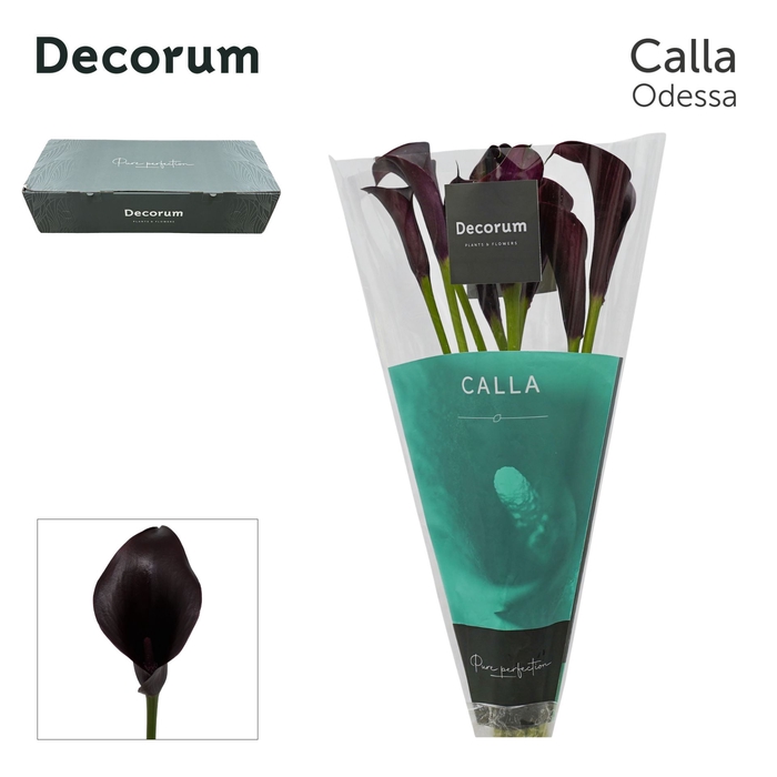 <h4>Calla Odessa</h4>