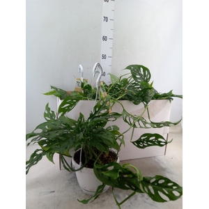 Monstera obliqua 'Leichtlinii'