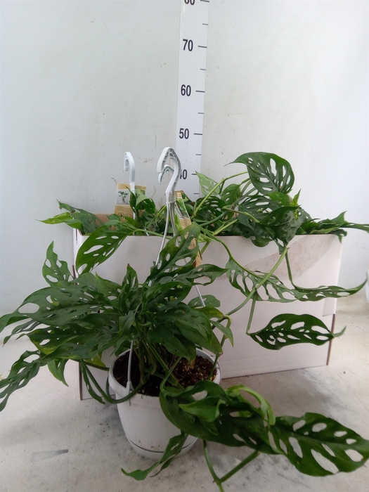 <h4>Monstera obliqua 'Leichtlinii'</h4>