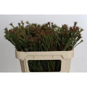 Kaaps Groen Jubilee Crown Spray