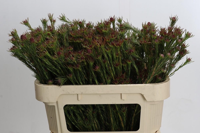 <h4>Kaaps Groen Jubilee Crown Spray</h4>