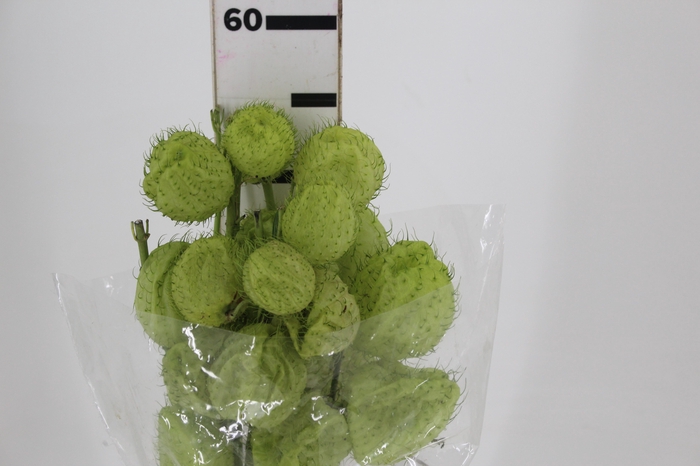 <h4>FOLHAGEM ASCLEPIAS</h4>