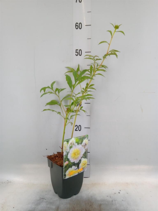 <h4>Paeonia lact. 'Duchesse d Nem'</h4>