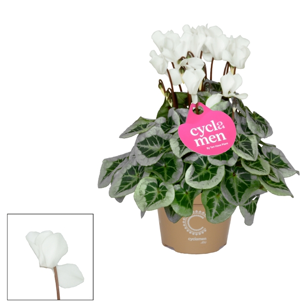 <h4>Cyclamen SS Picasso Wit</h4>