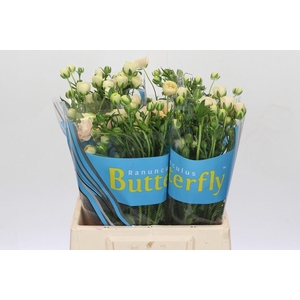 RANUNCULUS  'BUTTERFLY GRACES'