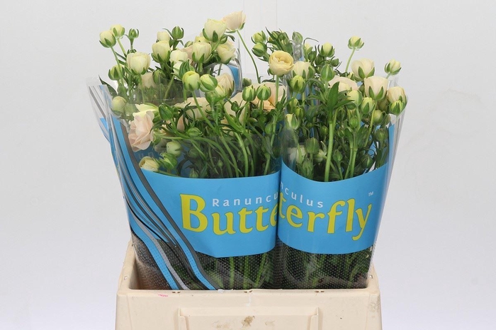 <h4>RANUNCULUS  'BUTTERFLY GRACES'</h4>