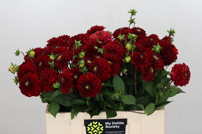 <h4>Dahlia Red Fox</h4>