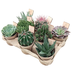 ECO POT Ø 10,5 -MIX CACTUS AND SUCCULENTS- IN ECO-FRIENDLY TRAY 8 PCS (CACTUS EN SUCCULENTEN)