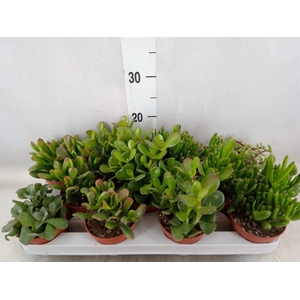 Crassula   ...mix