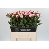 Paeonia Sarah Bernhardt