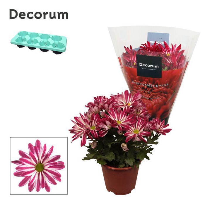 <h4>Chrysanne® Margarita Bicolor 'Candy'</h4>