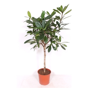 Ficus Cyathistipula