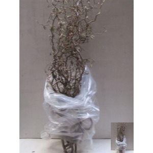 Coryl Av Contorta 175cm