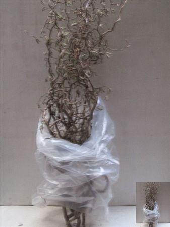 <h4>Coryl Av Contorta 175cm</h4>