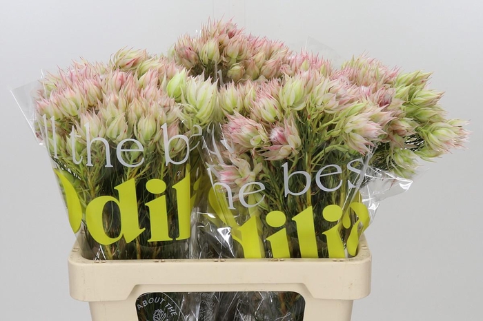 <h4>Blushing Bride Bridal Pink</h4>