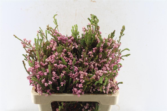 <h4>Kaaps Erica Bella</h4>